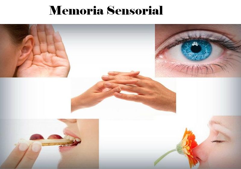 Memoria Sensorial