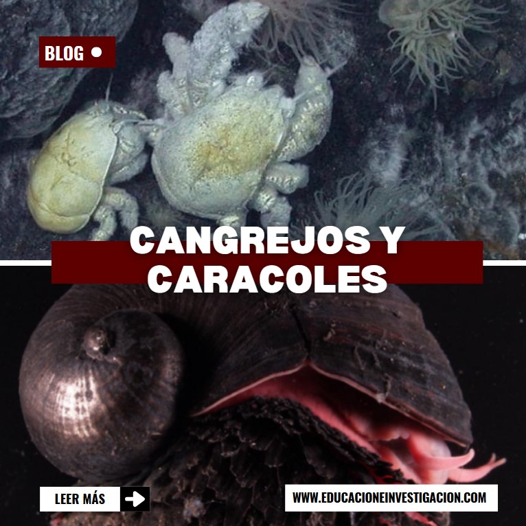 Descubrimientos-científicos-increíbles-cangrejos-y-caracoles-en-zonas-hidrotermales