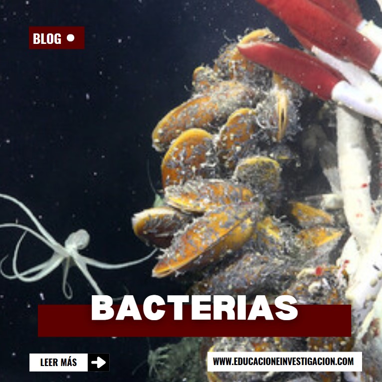 Descubrimientos-científicos-relacionados-con-Bacterias-Quimiosintéticas
